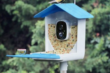 Bird Feeder With Camera: Capture Nature’s Beauty