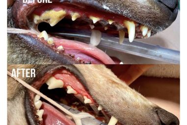 Dog Dental Care: Tips for a Healthy Canine Smile