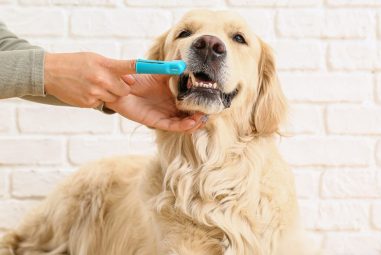 Dog Teeth Cleaning: Tips for a Healthy Canine Smile